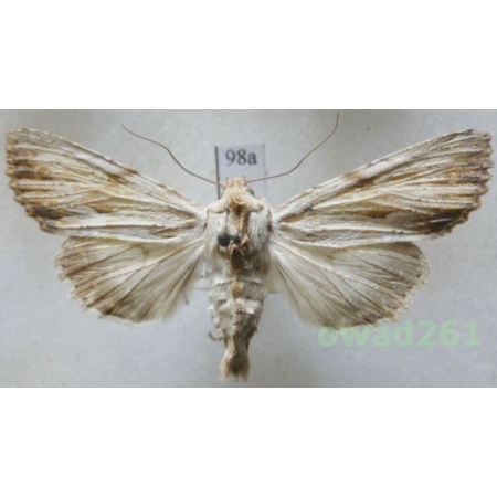 Apamea lithoxylaea (Denis & Schiffermüller, 1775) Czech98a
